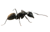 ant-1.1