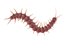 centipede