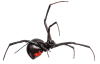 spider-1.1